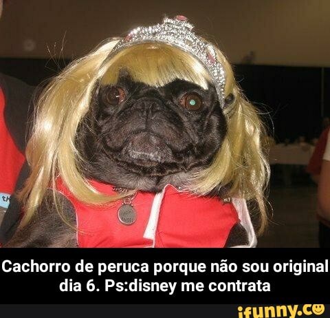 Cachorro de peruca porque não sou original dia 6. me contrata - Cachorro de peruca porque não sou original dia 6. Ps:disney me contrata