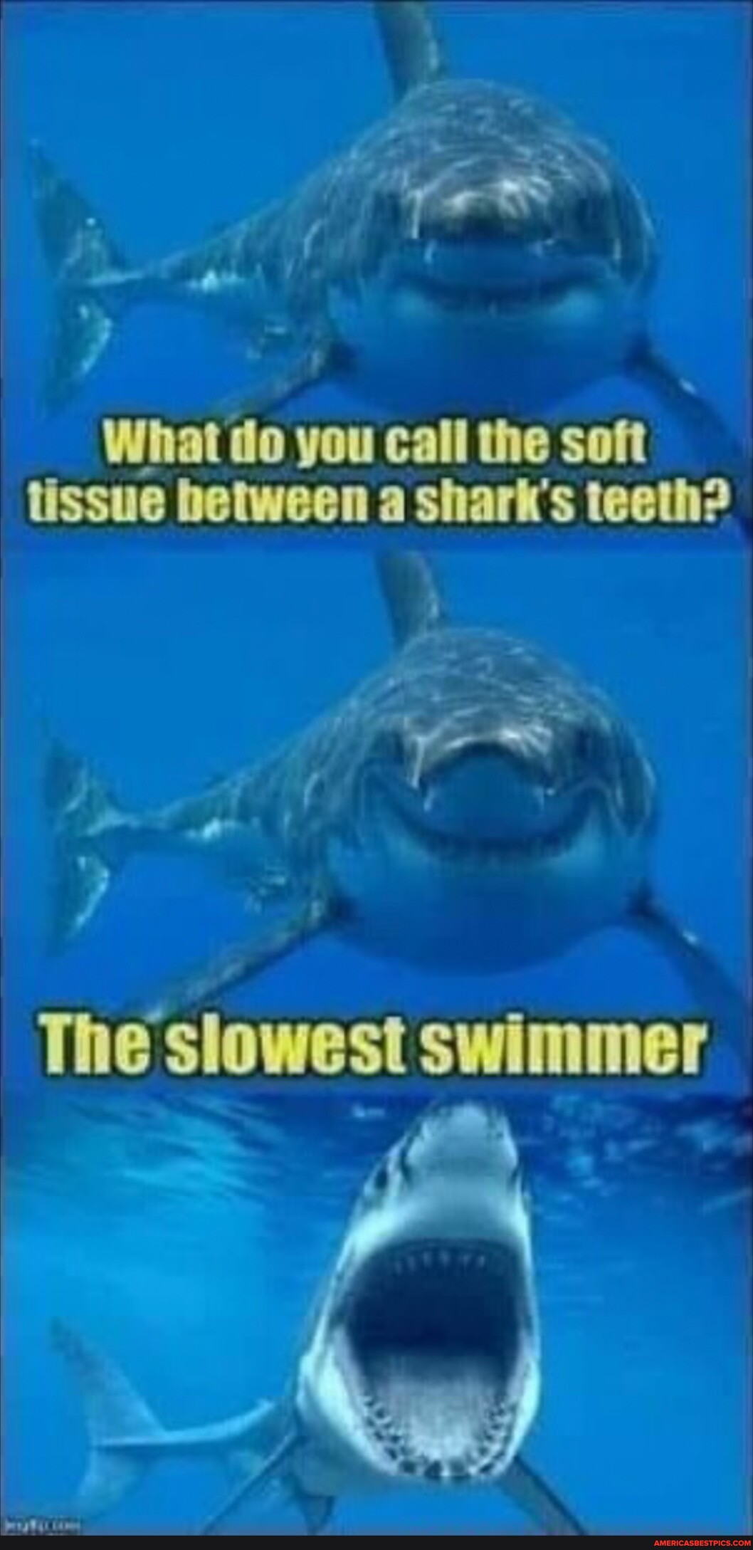An What Do You Call The Soft Tissue Hetween A Sharks Teeth The Slowest Swimmer Eny America