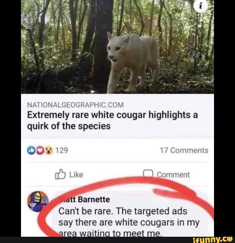 Extremely rare white cougar highlights a quirk of the species