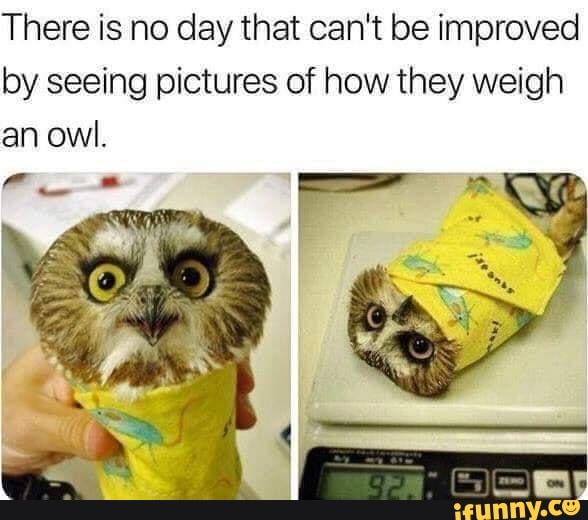 There is no day that can't be improved by seeing pictures of how they weigh an owl.