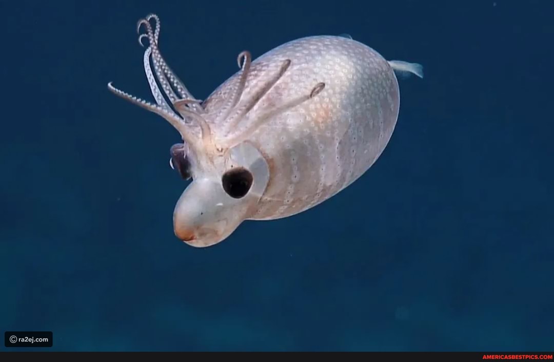 lives, 500, feet, pacific, ocean, spotted, nautilus, explorer