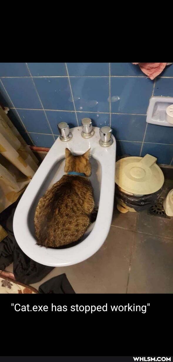 "Cat.exe has stopped working"