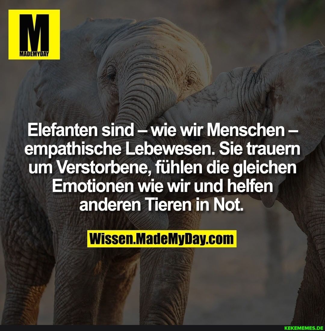 Elefanten sind wie wir Menschen - empathische Lebewesen. Sie trauern um Verstorbene, fühlen die gleichen
Emotionen wie wir und helfen anderen Tieren in Not.