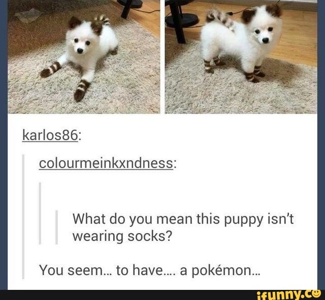 What do you mean this puppy isn't
wearing socks?