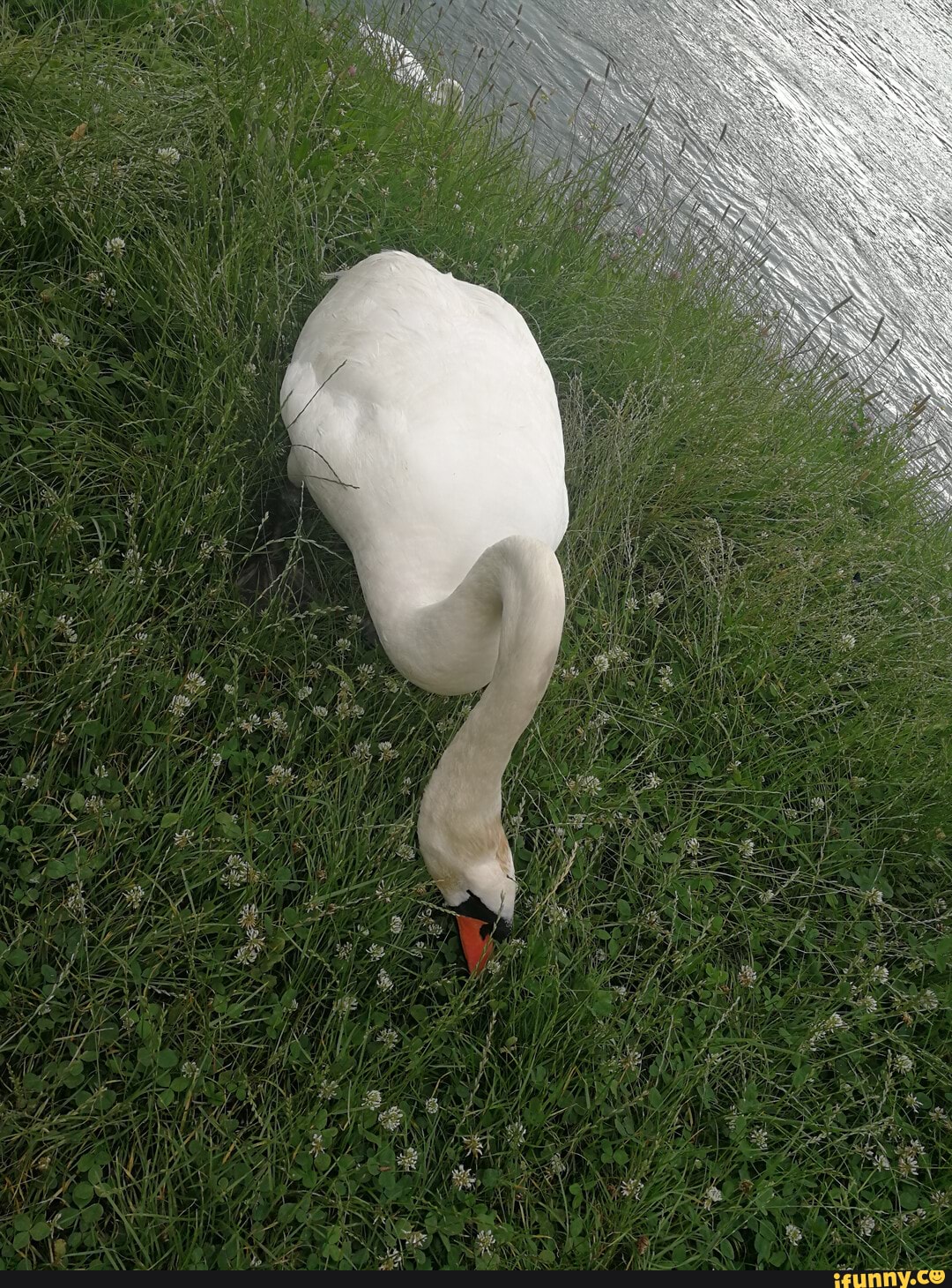 cute, nature, animals, swan, spring