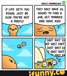 IFUFE GeTS You II THEY ONLY HAVE 24
DOWN, JUST BE II HOURS To FIND A You'RE NOT II GET MARRIED AND HAVE KiDs
SHIT SHIT SHIT SHITI SHIT SHIT