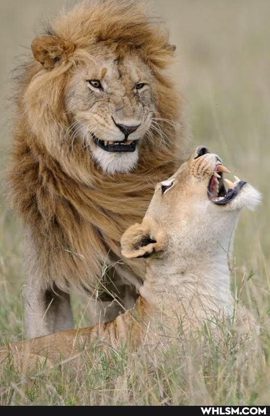 funny, wildlife, apes, giraffes