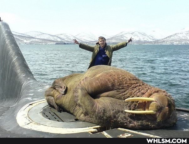 funny, nature, photography, submarine