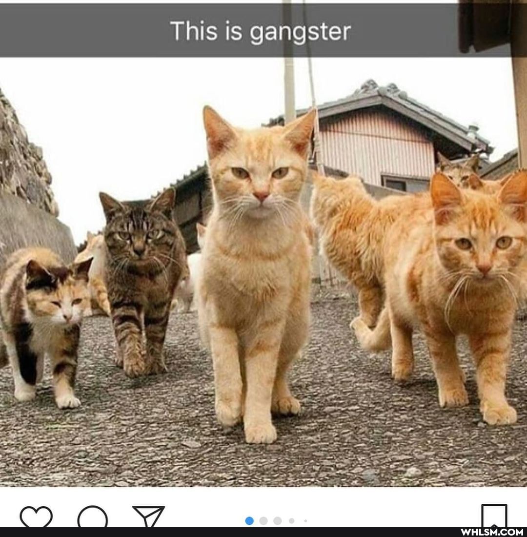 ter
IS gangs
IS
Th
