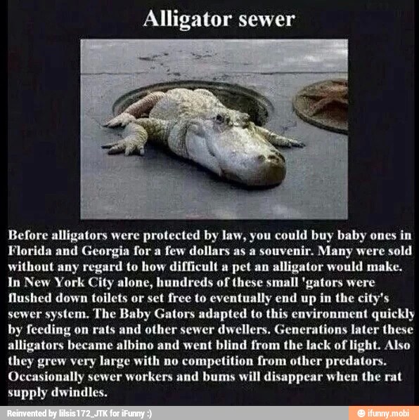 Alligator sewer Before alligators were protected by law, you could buy ...