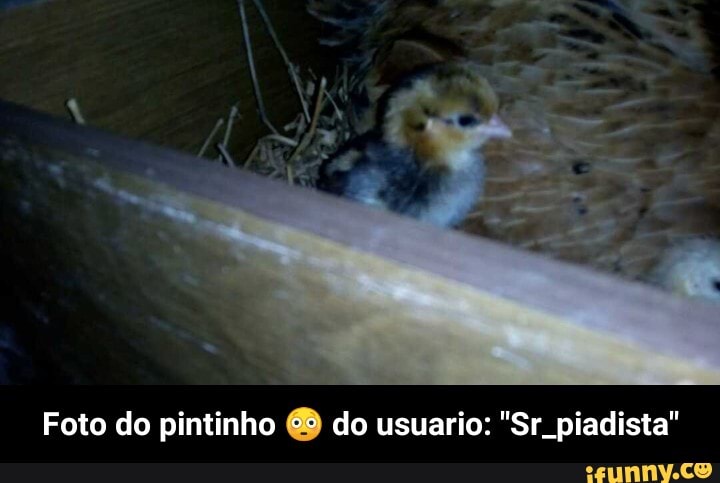 Foto do pintinho do usuario: "Sr. piadista" - Foto do pintinho 😳 do usuario: "Sr_piadista"