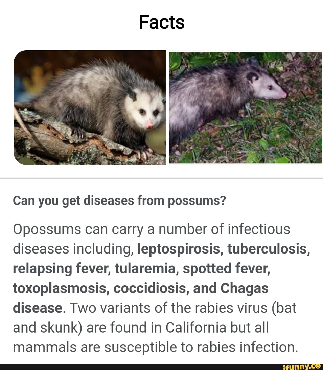 Facts Can you get diseases from possums? Opossums can carry a number of
