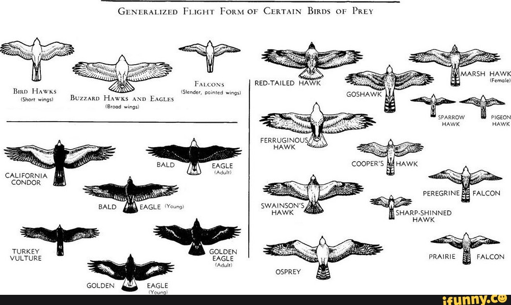 CeRTAIN Birps oF PREY GENERALIZED FLIGHT FoRM OF MARSM HAWK Female ...