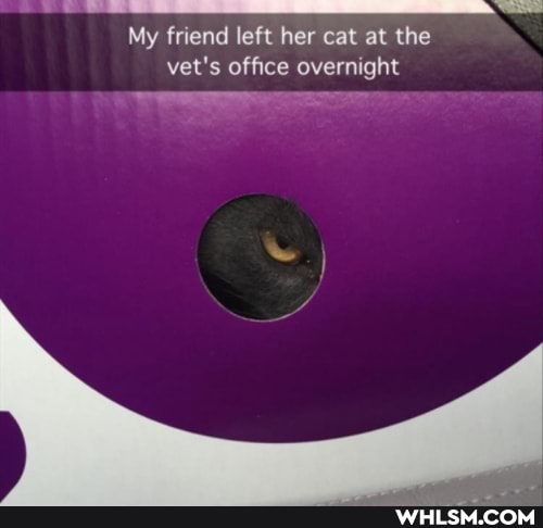 My friend left her cat at the vet's office overnight