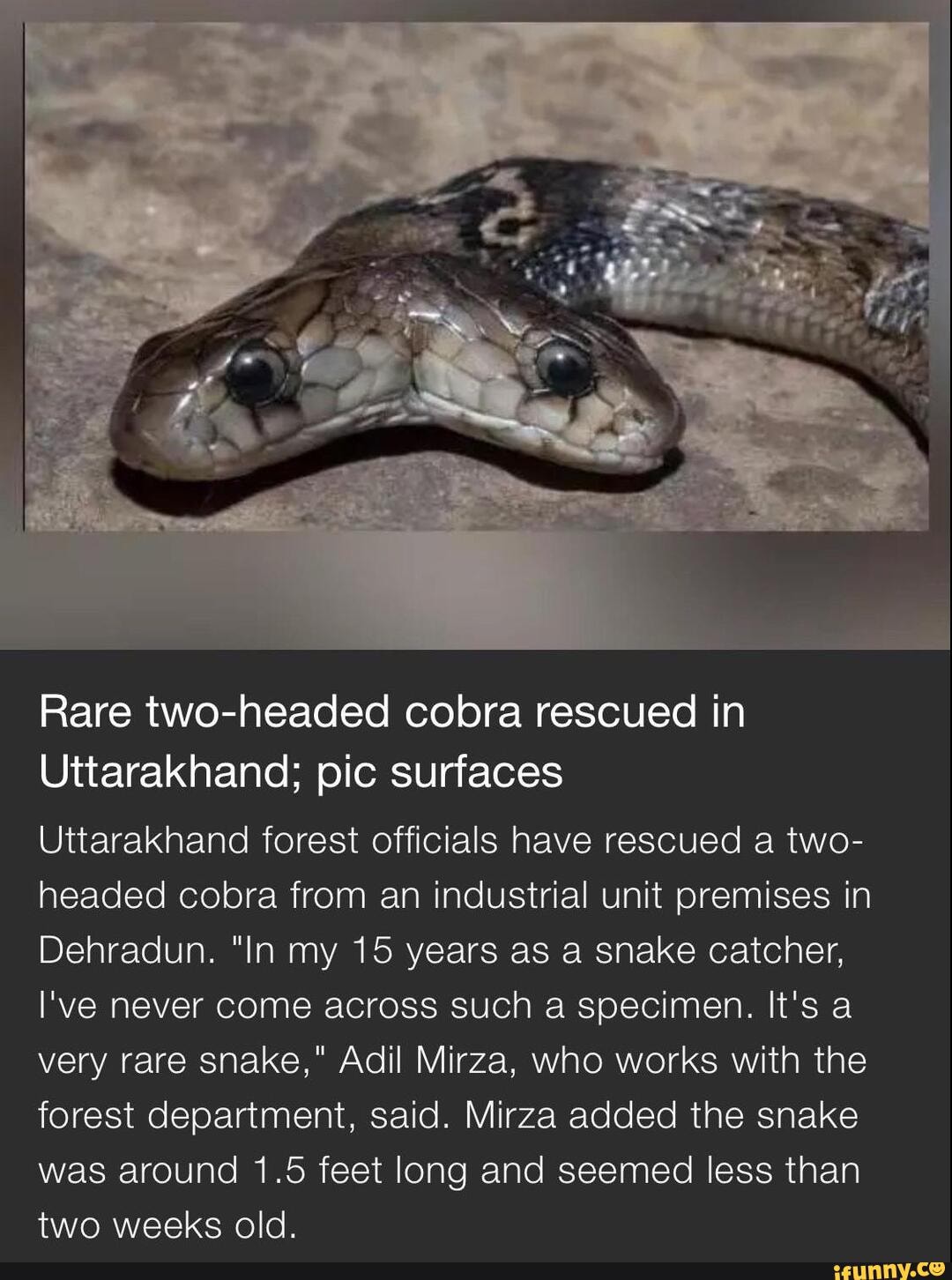 SAN Rare twoheaded cobra rescued in Uttarakhand; pic surfaces