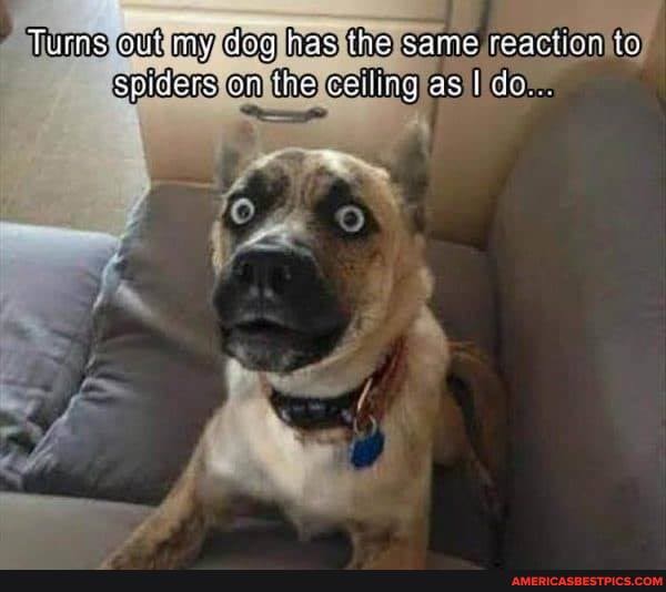 'Tums out my dog has the
Spiders on the cailing)