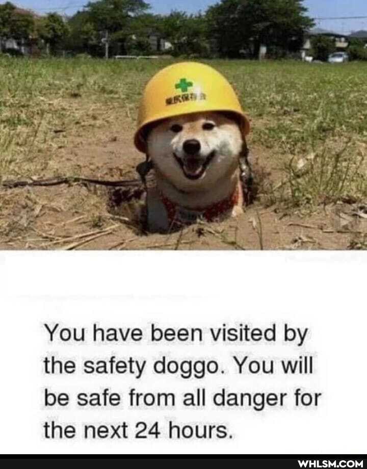 You have been visited by the safety doggo. You will be safe from all danger for the next 24 hours.