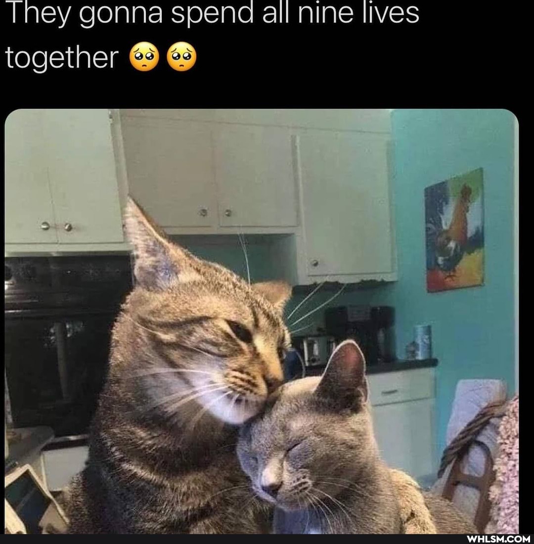 They gonna spend all nine lives
together