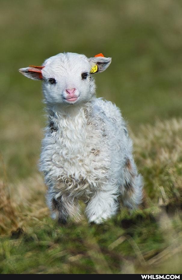 aww, cute_animal, baby_animals