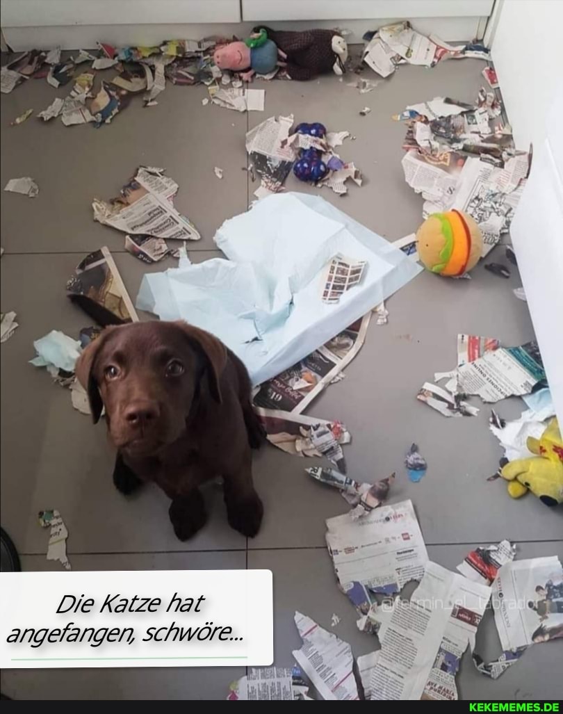 Die Katze hat