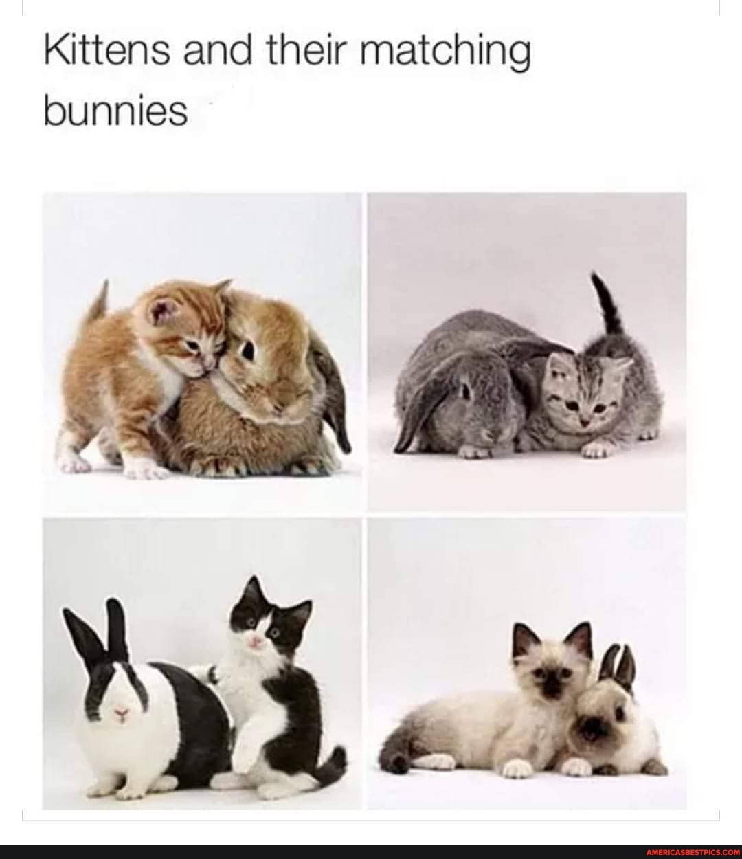 Kittens and their matching bunnies