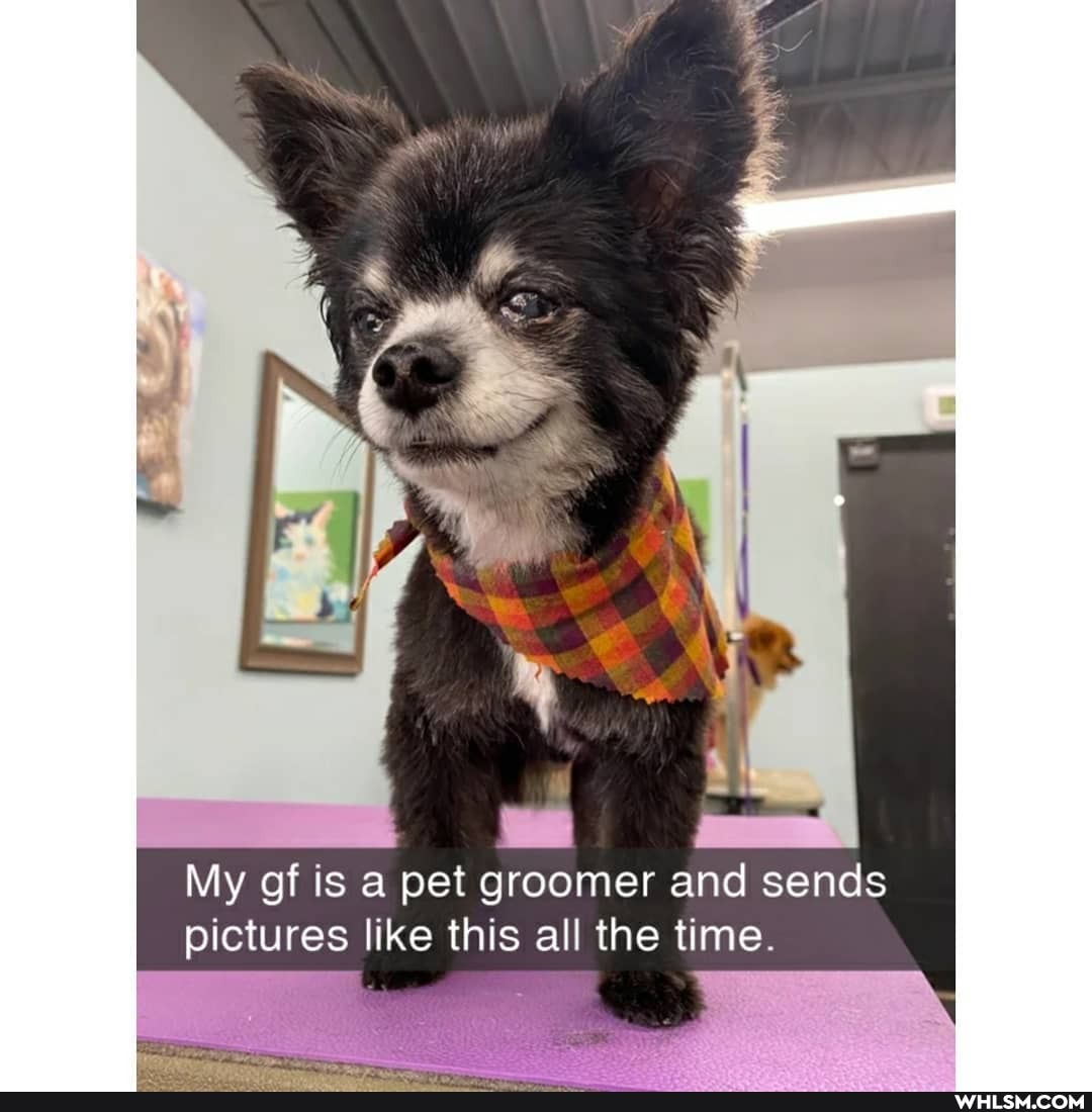 My of is a pet groomer and sends pictures like this all the time.