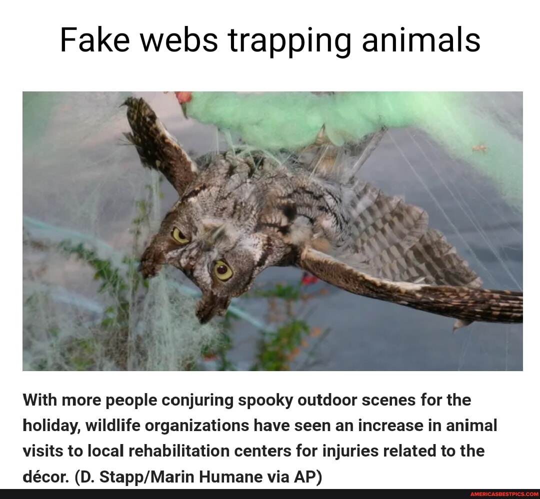 Fake webs trapping animals With more people conjuring spooky outdoor ...