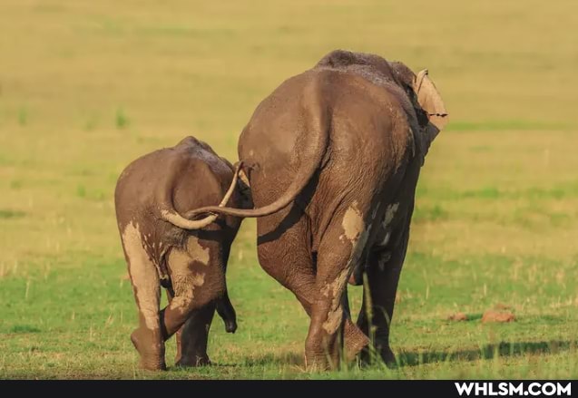 elefant