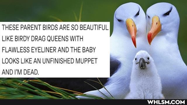 THESE PARENT BIRDS ARE SO BEAUTIFUL LIKE BIRDY DRAG QUEENS WITH FLAWLESS EYELINER AND THE BABY
AND I'M DEAD.
LOOKS LIKE AN UNFINISHED MUPPET