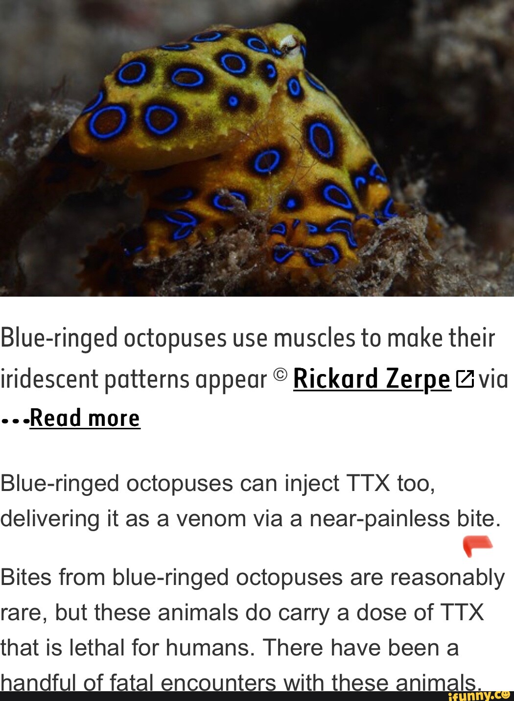 Blueringed octopuses use muscles to make their iridescent patterns