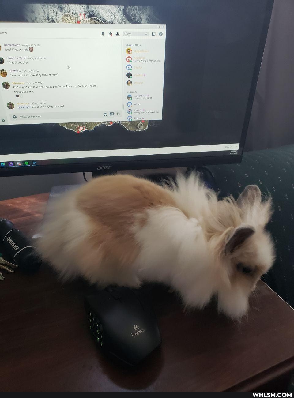 aww, bunny, fluffy