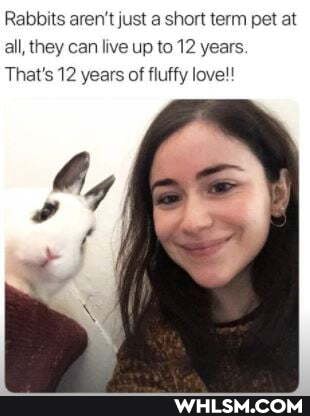 Rabbits aren't just a short term pet at all, they can live up to 12 years.
That's 12 years of fluffy love!!