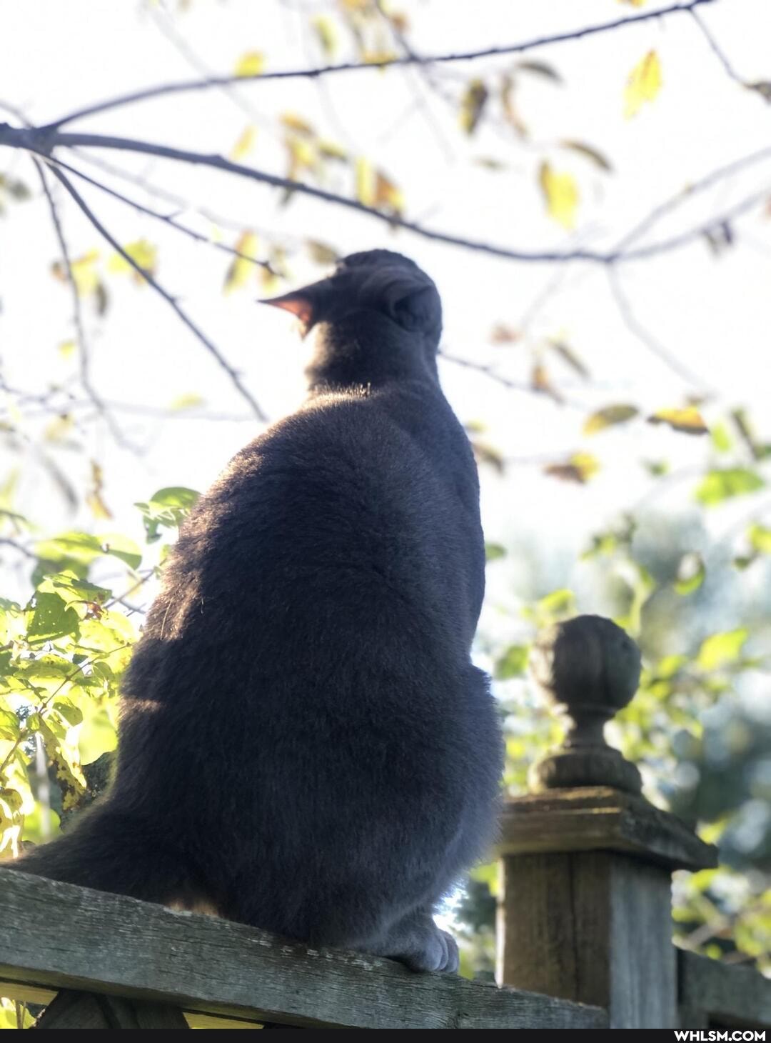 cats, caturday