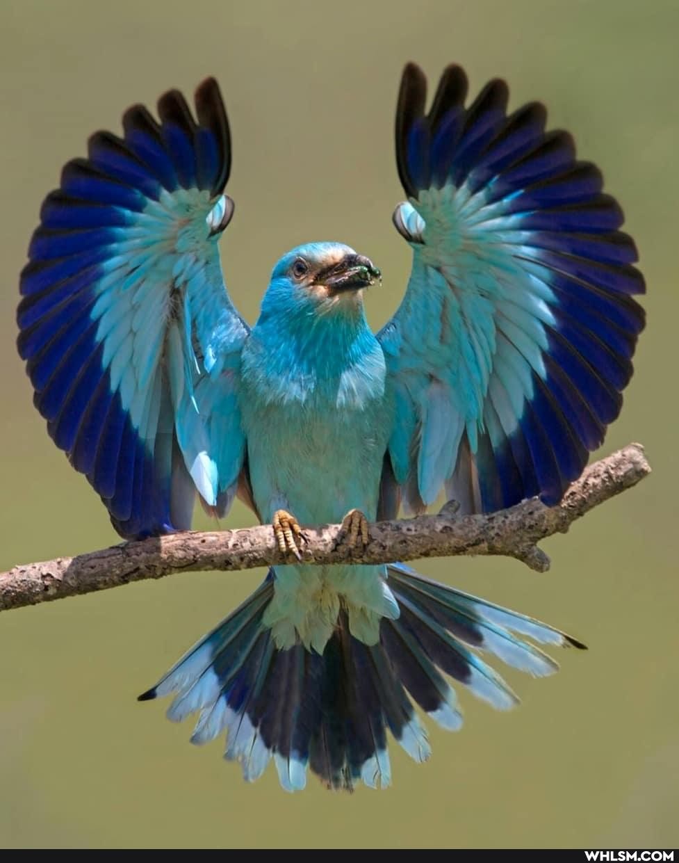 nature, photography, birds, beautiful