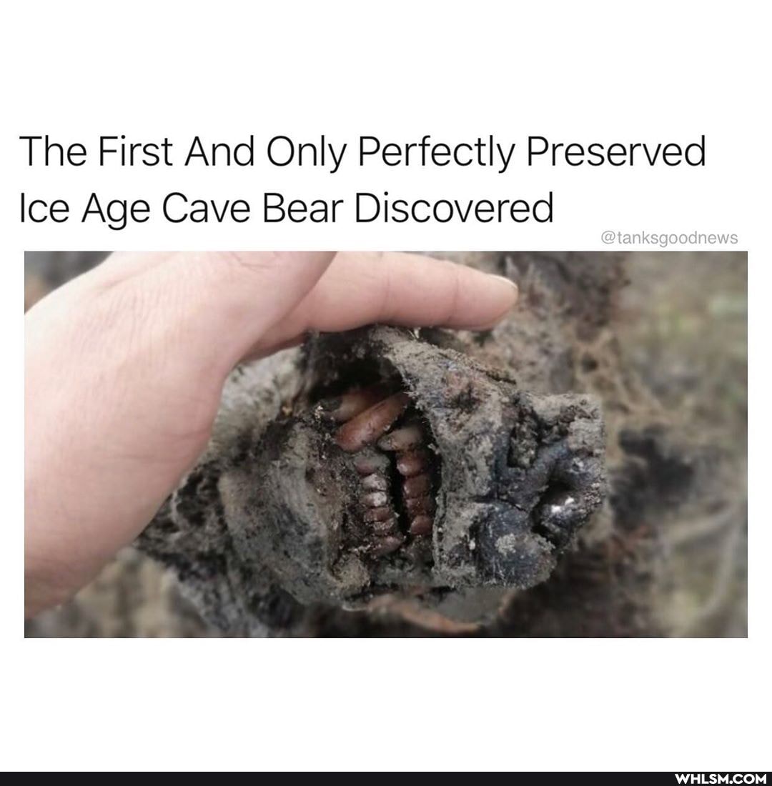 The First And Only Perfectly Preserved
Ice Age Cave Bear Discovered
@tanksgoodnews