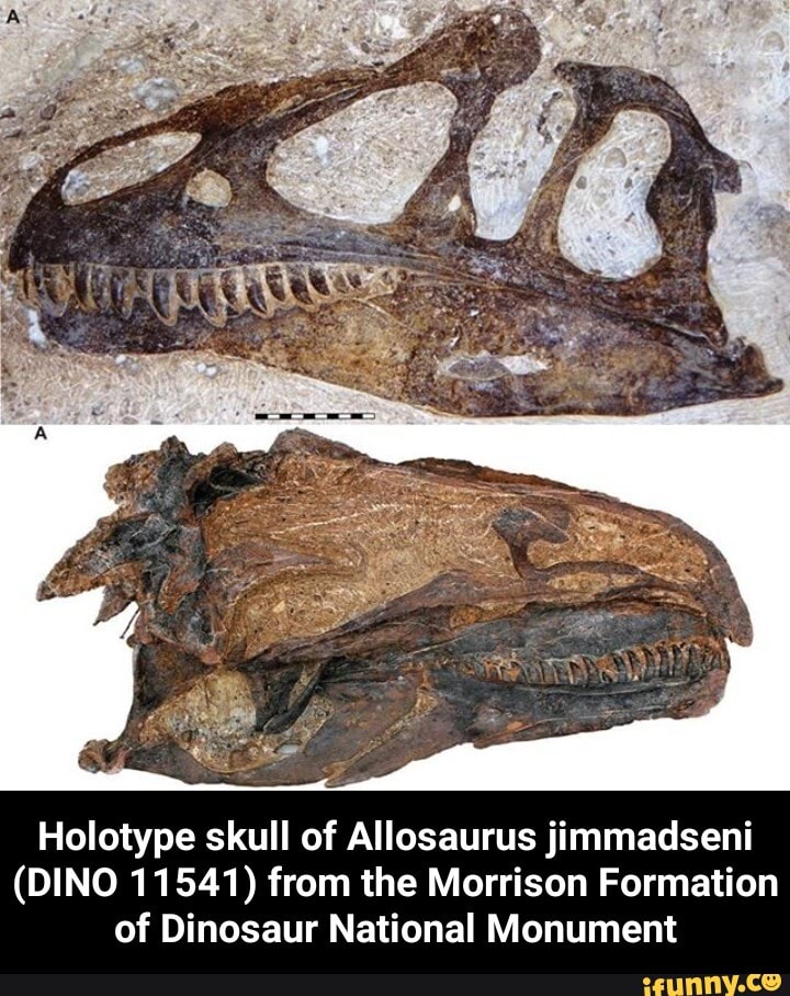 Holotype Skull Of Allosaurus Jimmadseni Dino 11541 From The Morrison Formation Of Dinosaur 