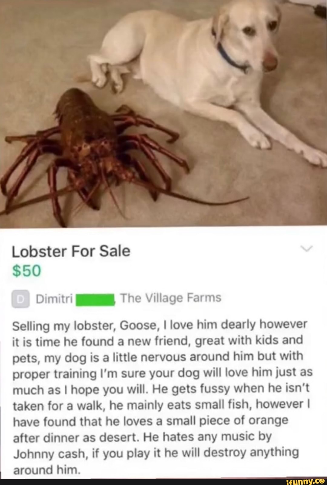 Lobster For Sale 50 Te Selling my lobster, Goose, I love him dearly