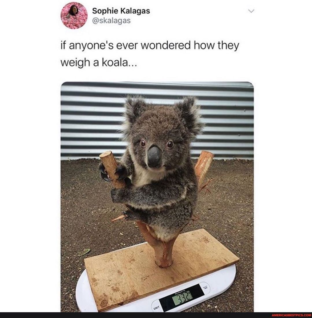 If anyone's ever wondered how they weigh a koala... America’s best