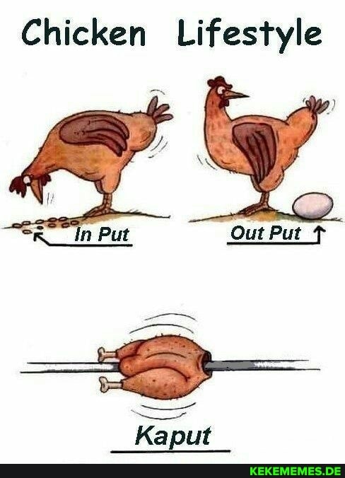 Chicken Lifestyle
Out Put