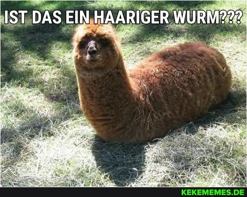 IST DAS EIN HAARIGER WURM???