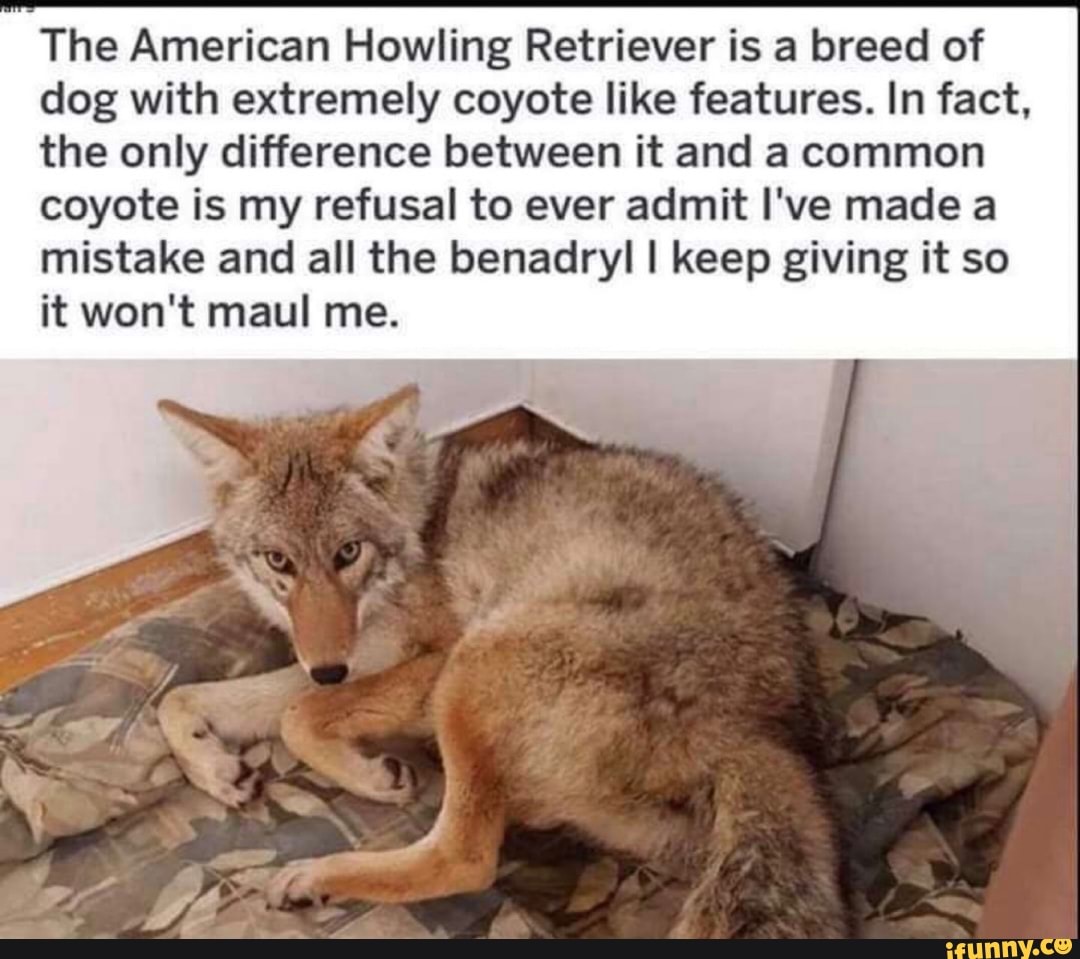 The American Howling Retriever is a breed of dog with extremely coyote like features. In fact, the only difference between it and a common coyote is my refusal to ever admit I've made a mistake and all the benadryl I keep giving it so it won't maul me.
