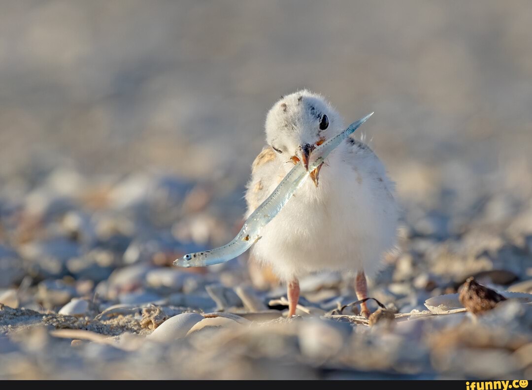 Young white