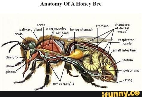 Aorta Salivary Gland Atomy Of A Honey Bee Stomach Wing Muscles Honey ...