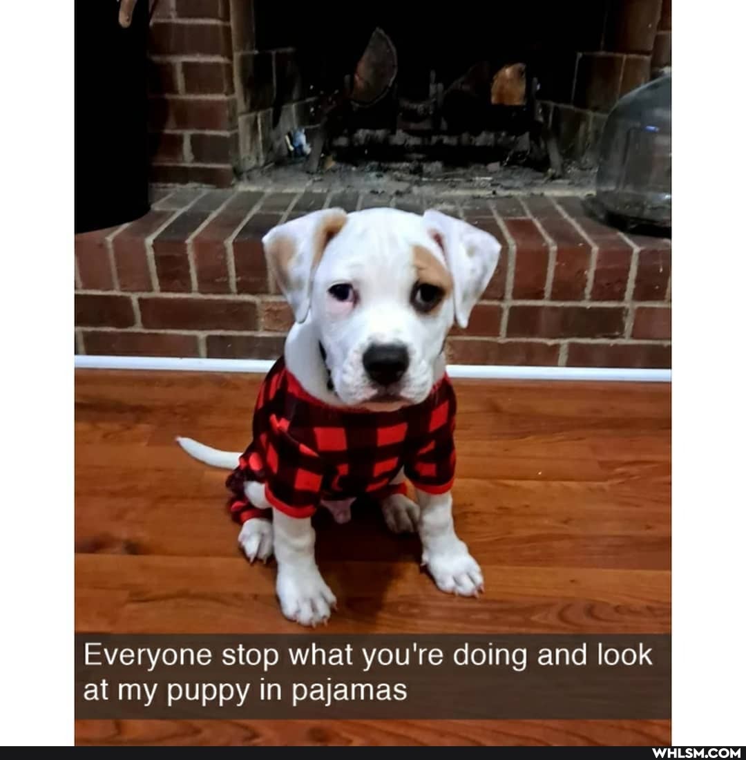 Everyone stop what you're doing and look at my puppy in pajamas