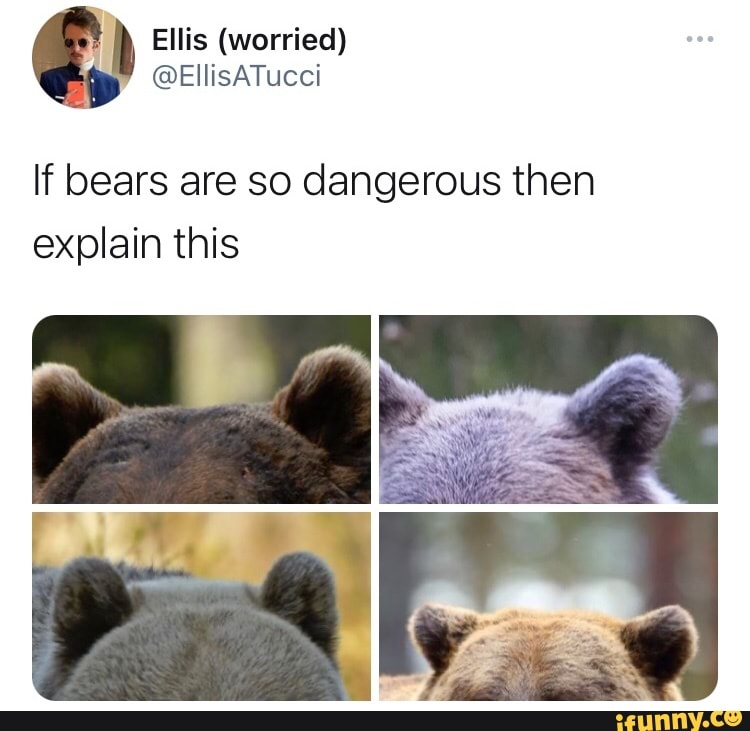 If bears are so dangerous then explain this iFunny