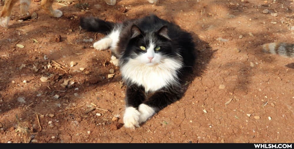 cats, syria, wholesome