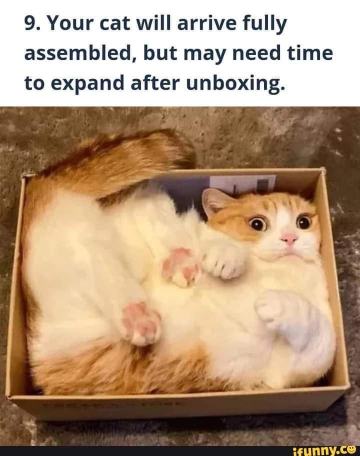 9 Your Cat Will Arrive Fully Assembled But May Need Time To Expand After Unboxing