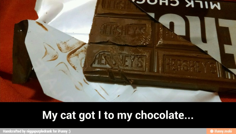 My cat got I to my chocolate... - My cat got I to my chocolate...