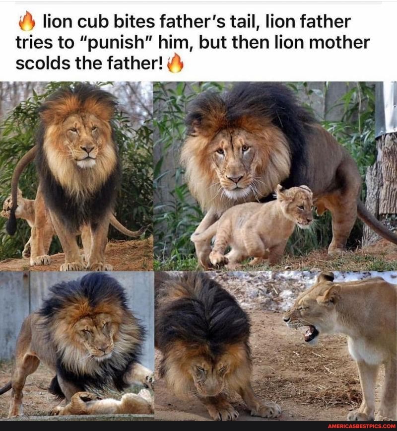 Lion cub bites father's tail, lion father tries to 