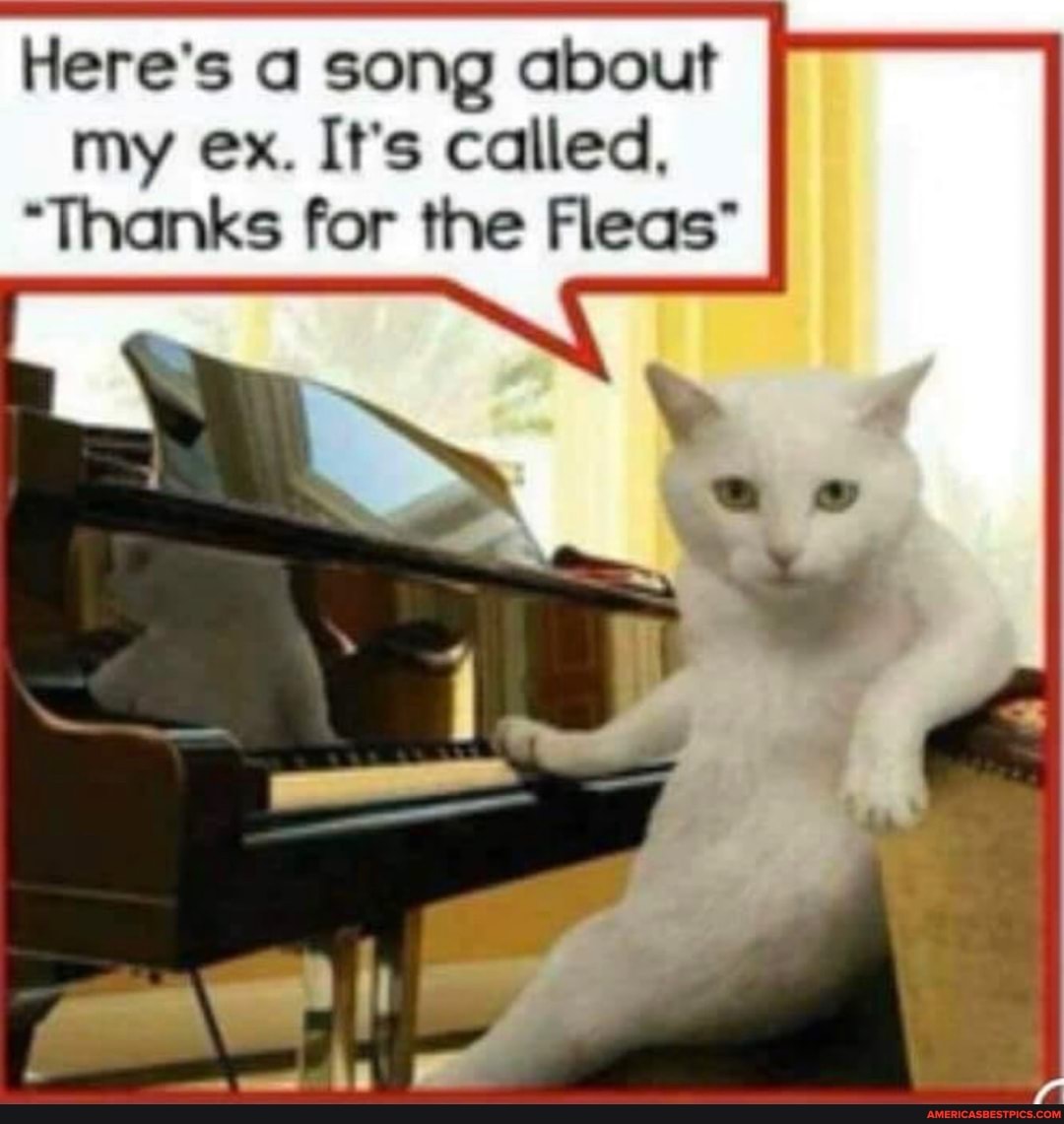 Here's a song about my ex. It's called.
"Thanks for the Fleas"